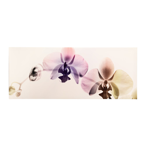이케아 PJATTERYD 140x56 그림 orchid spectrum 802.994.59 - 마켓비